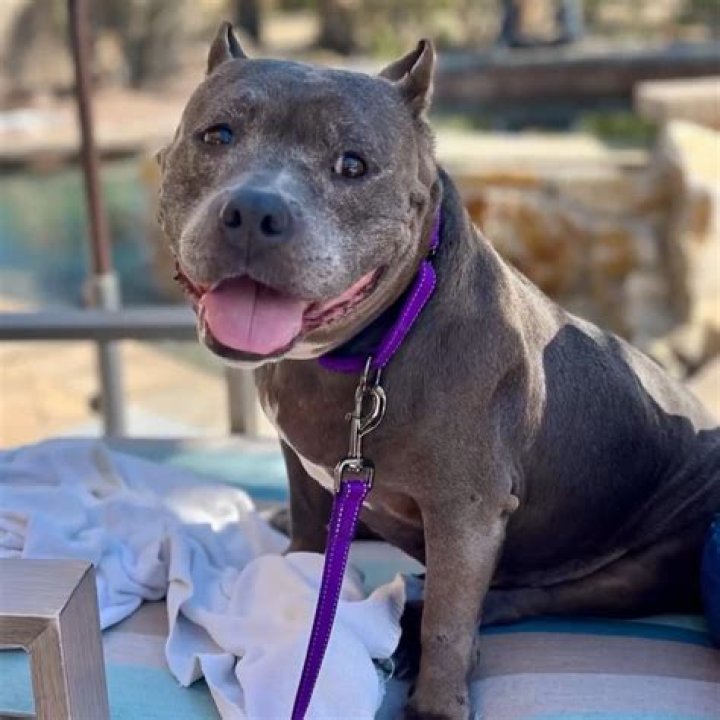 Find Your Perfect Pit Bull Companion: New Orleans Pit Bull Rescue